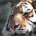 Help the Amur Tiger