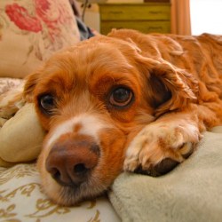 Adopting An Animal Can Improve Quality of Life