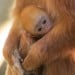 New Baby Langur at Port Lympne Wild Animal Park