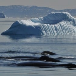 Bowhead Whale Has 200 Year Lifespan
