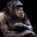 Chimps Love Indian And African Music