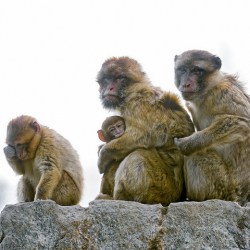 Chinese Military Adopt Monkeys To Combat Bird Menace