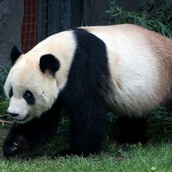 Chinese Zoo Welcomes Rare Birth Of Panda Triplets