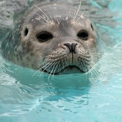 Diving Can Be Dangerous For Marine Mammals