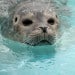 Diving Can Be Dangerous For Marine Mammals