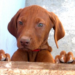 Dogs Are Not Quite Colour Blind