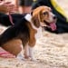 Dogs In Synch With Owners Emotions According To Study