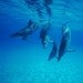 Dolphins Have The Longest Memories In The Animal Kingdom