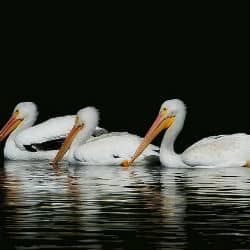 Fall In Pelican Population May Signal El Nino