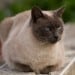Highland Zoo Welcomes Litter Of Six Pallas’s Kittens