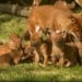 Howletts Welcomes The Arrival Of Dhole Litter