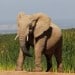 It-Takes-21-Seconds-On-Average-or-Mammals-To-Pee-200x200