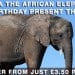 Adopt Jara on her Birthday