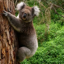Koala Bears Hug Trees To Stay Cool