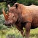 London Hosts Conference On Illegal Wildlife Trade