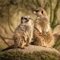 Meet The Meerkat