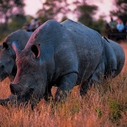 Record Number Of Rhinos Poached Last Year