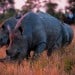 Record Number Of Rhinos Poached Last Year