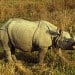 Rhino Killed In Nepal Ending Record of No Poaching