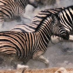 Scientists Discover Ancient Zebra Migration Route