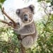 The Weird Mating Habits of The Koala Bear