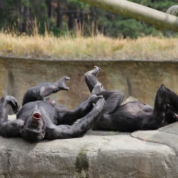 Violent Aggression in Chimps Not Product Of Human Interference