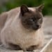 Why Do Cats Purr?