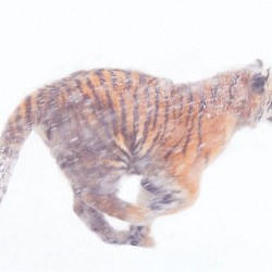 adopt- animal-09-09-13_250x250_scaled_cropp