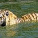 adopt_250x250_scaled_cropp
