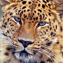 New Amur Leopard Park in Russia