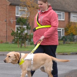 dog_250x250_scaled_cropp