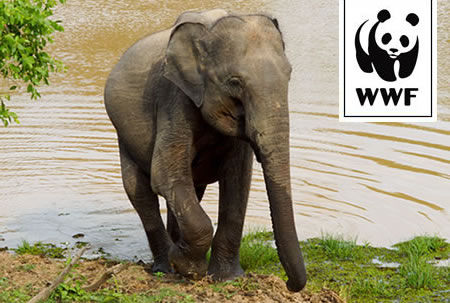 Adopt an Elephant | WWF Animal Adoptions from £3.00 a month