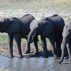 elephant_250x250_scaled_cropp