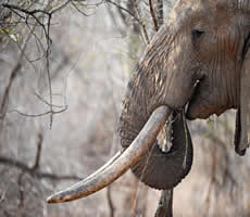 ivory trade
