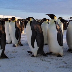 penguin