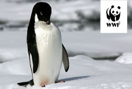 Adopt a Penguin | WWF Animal Adoptions from £3.00 a month