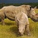 rhino_250x250_scaled_cropp