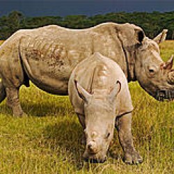 rhino_250x250_scaled_cropp