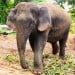 Save the Elephant