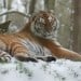 tiger_250x250_scaled_cropp
