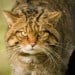 wildcat