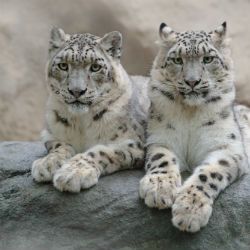 snow leopard 1