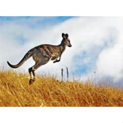 Study Shows Kangaroos Are Left Handed