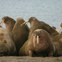 Global Warming Causing Walruses En Masse To Migrate To Alaskan Beaches