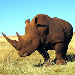 Northern White Rhino On The Brink Of Extinction