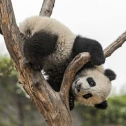 Giant Panda Cub Is Named At The Smithsonian National Zoo