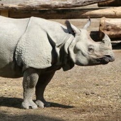 Rare Sumatran Rhino Discovered In Borneo