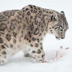 Climate Change Will Force The Snow Leopard Into Extinction