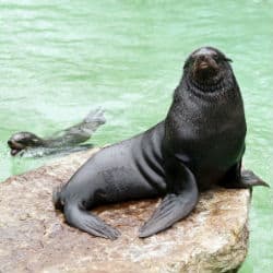 Endangered Fur Seals Stranded Off The Coast Of California