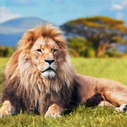 Lion Rescued In Kruger National Park With Help Of Social Media